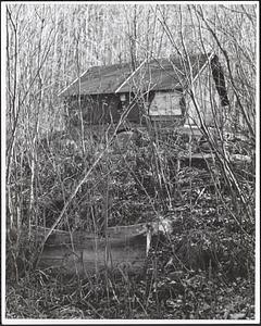 Shed in woods