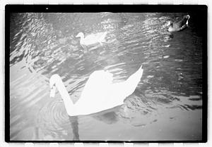 Swan