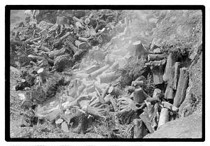 Tree stumps in a pile
