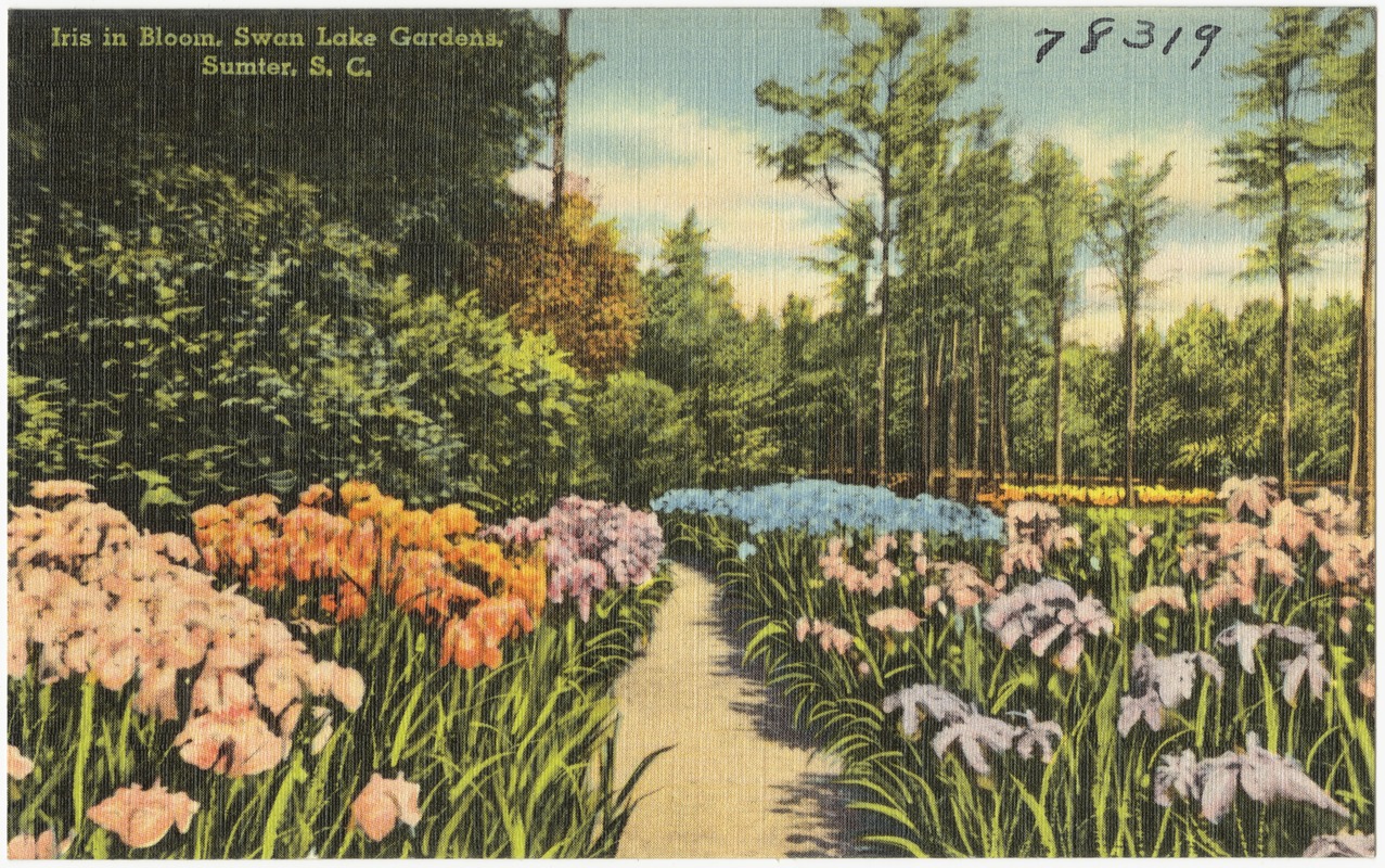 Iris in bloom, Swan Lake Gardens, Sumter, S. C.
