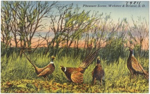 Pheasant Scene, Webster & Bristol, S. D.