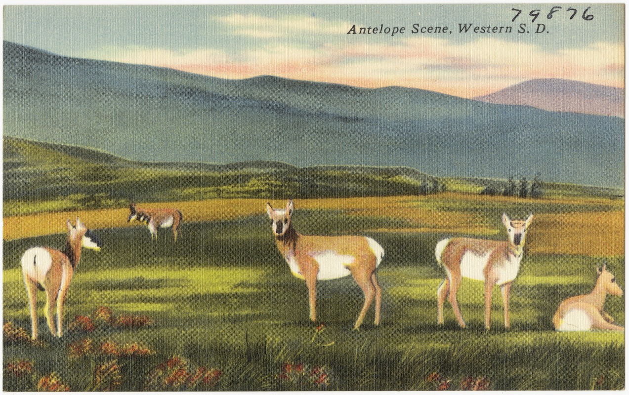 Antelope scene, Western S. D.
