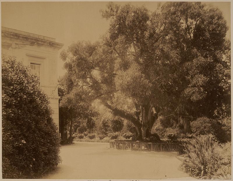 Corfu, Mon Repos, olive tree