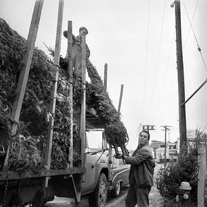 Christmas tree lot, New Bedford