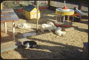 Rabbits, Middlesex Fells Zoo