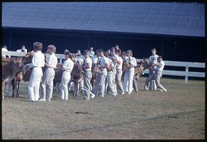 Cow 4H