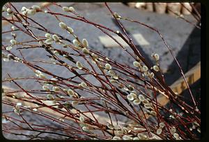 Pussy willows