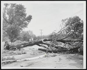Giant Killer Wind - Huge gnarled tree blasted across Maple St. in Danvers.