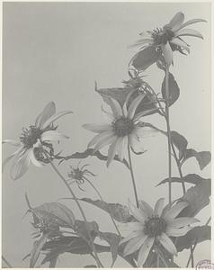 255. Helianthus decapetalus, wild sunflower