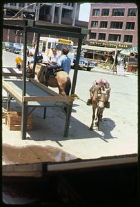 Two horses, Boston City Hall in background