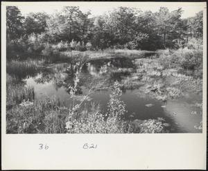 Boston Urban Wilds site