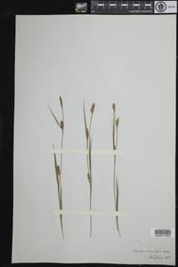 Carex conoidea