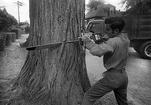 E.M. Munson landscapers removing tree, Mulberry Street, Fairhaven