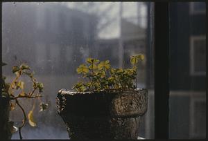 Potted creeping wood sorrel