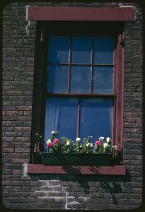Exterior view of window with pink and white flowers