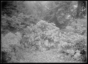 Rhododendron hyb. album grandiflorum