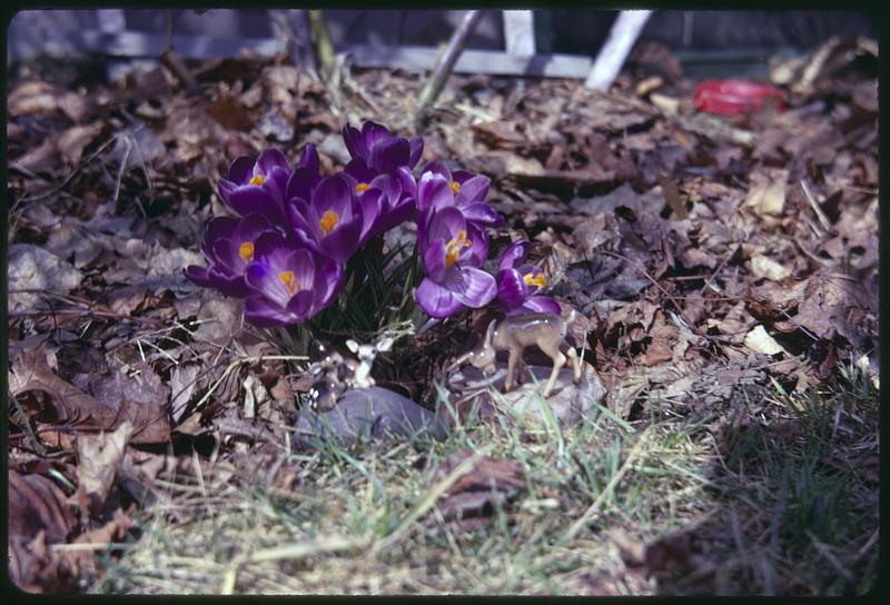 Crocuses, figurines of deer in foreground