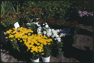 Chrysanthemums for sale