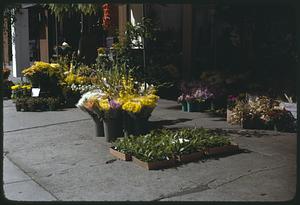 Flowers and plants for sale outdoors