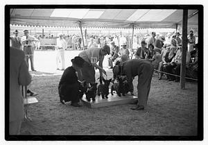 Dog show municipal hunt club