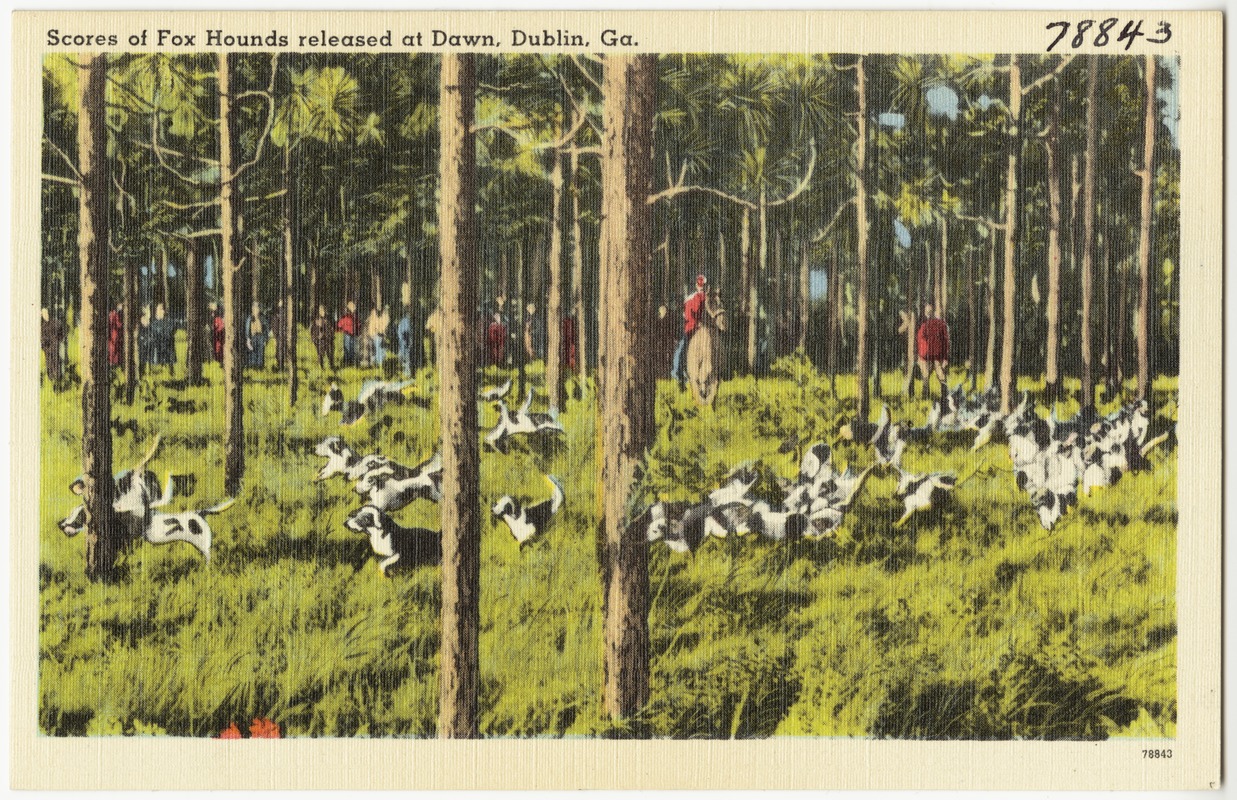 Scores of fox hounds released at dawn, Dublin, Ga.