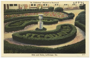 "St. Callaway" planted in boxwood, Hills and Dales, LaGrange, Ga.