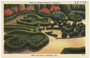 Bunch of grapes planted in boxwood, Hills and Dales, LaGrange, Ga.