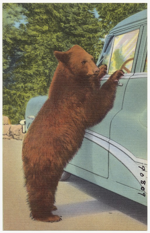 Holdup bear at Yellowstone National Park
