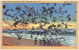 Dinner-time for the sea gulls, Rehoboth Beach, Del.
