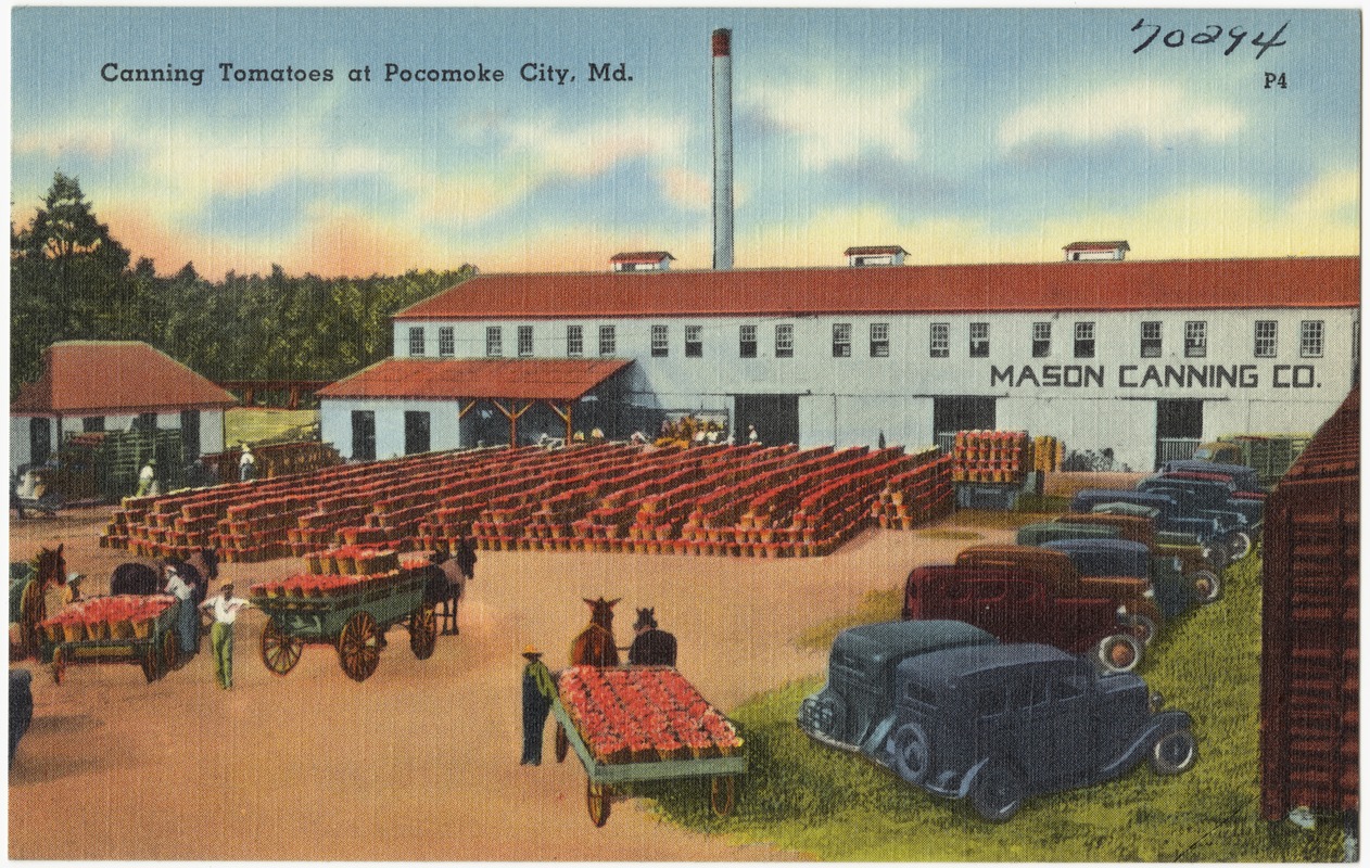 Canning tomatoes at Pocomoke City, Md.