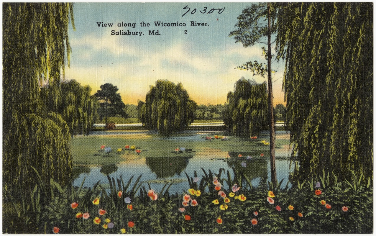 View along the Wicomico River, Salisbury, Md.