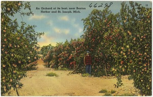An orchard at its best, near Benton Harbor and St. Joseph, Mich.