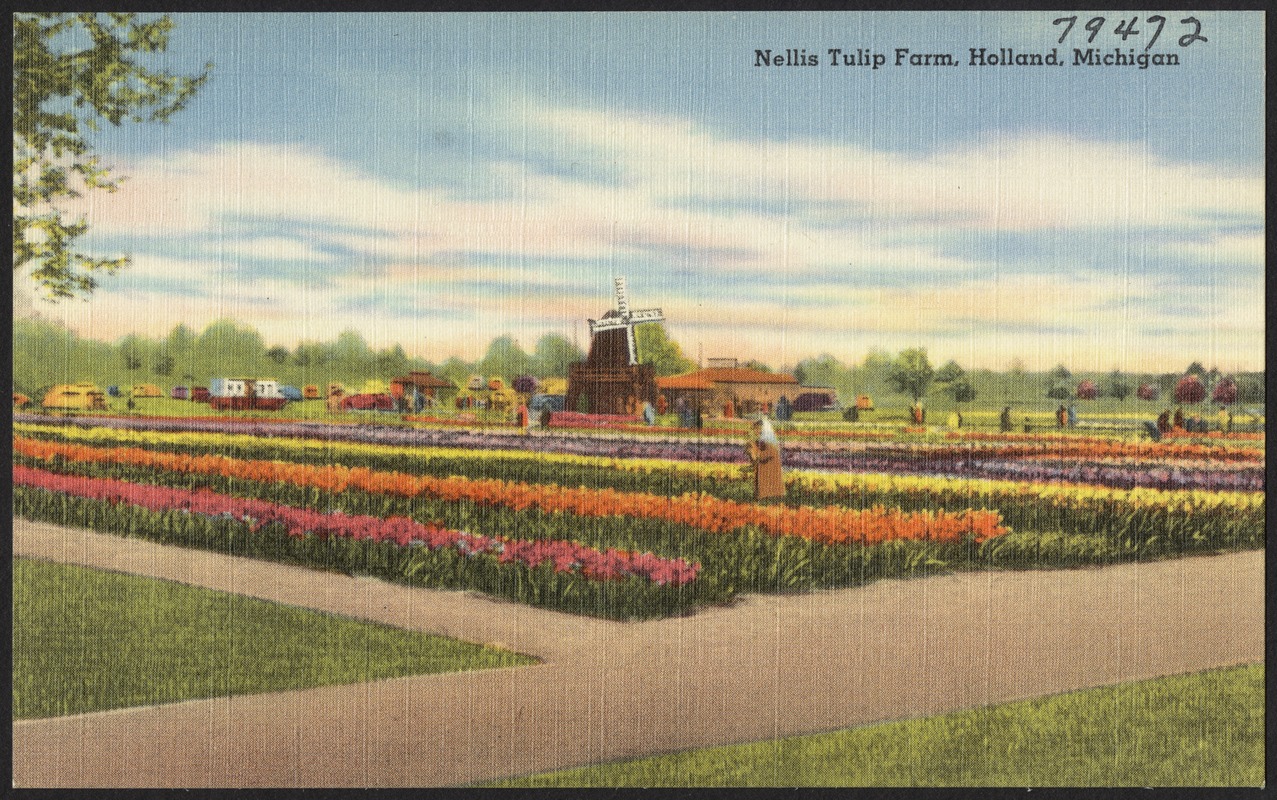 Nellis Tulip Farm, Holland, Michigan Digital Commonwealth