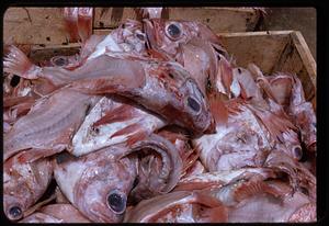 Pile of fish heads