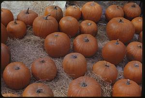 Pumpkins on straw-covered ground, Old Sturbridge Village, Sturbridge, Massachusetts