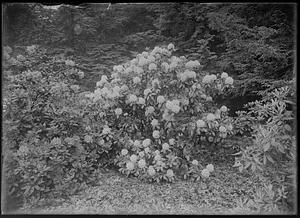 Rhododendron hyb. delicatissimum