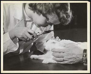 Sight is one of man's most precious gifts. It is in the interest of protection of the eyes that investigations such as this are made. In Dow's new biochemical research building, Doreen T. Lockwood examines a rabbit's eyes for possibility of injury. Tests on laboratory animals help scientist to evaluate possible chemical hazards to man.