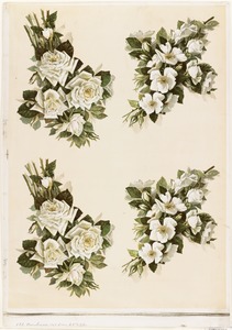 Four groups of white flowers