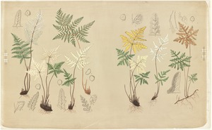 Fern specimens