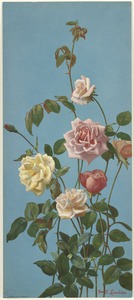 Roses with blue background