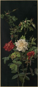 Roses and buds