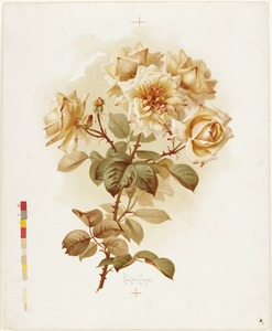 Yellow roses; Reve D'or roses