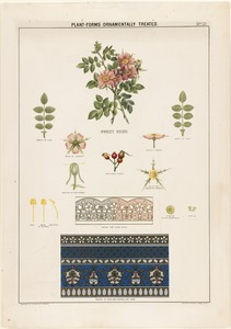 Plant-forms ornamentally treated - sweet briar