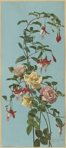 Roses and fuchsia