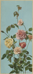 Tea rose and blush roses