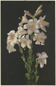 Lilies