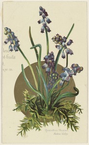 Hyacinthus muscari, Kedron Valley
