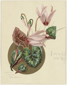 Cyclamen persicum, Valley of the Hinnon