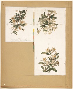 Cards no. 897 [three floral designs]
