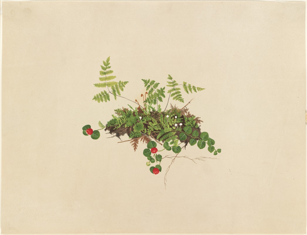 Ferns and vines